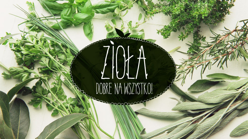 Ziołolecznictwo – wszystko, co musisz o nim wiedzieć! Ziołolecznictwo